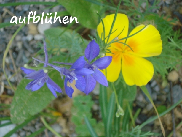 blumena