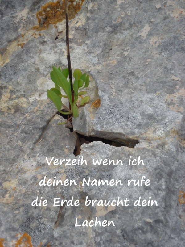 pflanze aus fels2